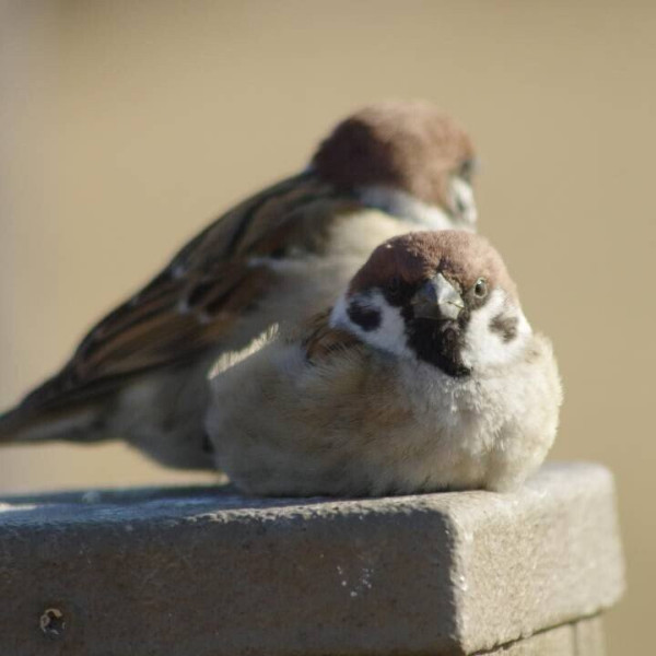 정면에서 보면 성깔 있어 보이는 참새