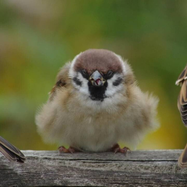 정면에서 보면 성깔 있어 보이는 참새