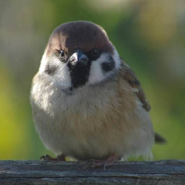정면에서 보면 성깔 있어 보이는 참새