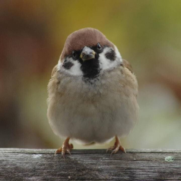 정면에서 보면 성깔 있어 보이는 참새