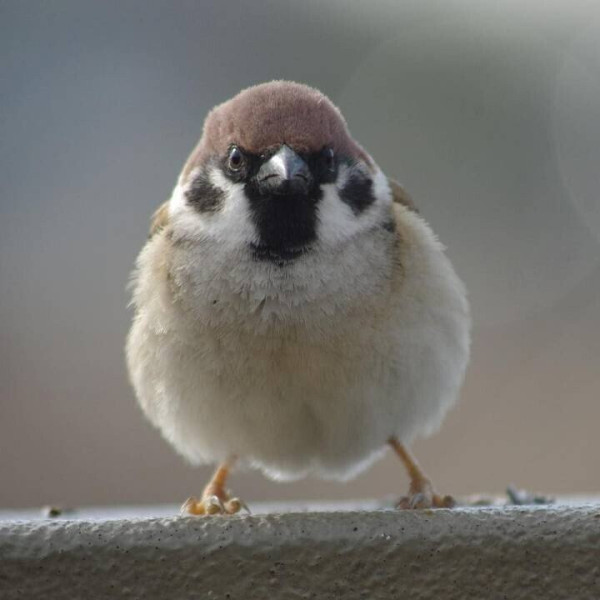 정면에서 보면 성깔 있어 보이는 참새
