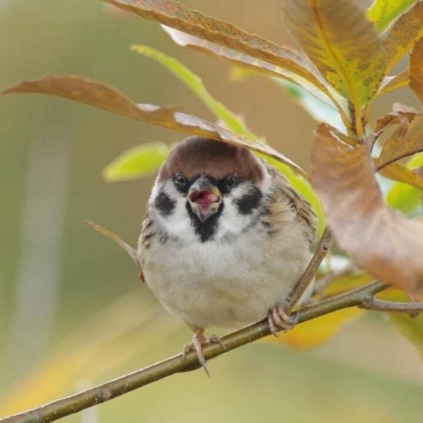 정면에서 보면 성깔 있어 보이는 참새