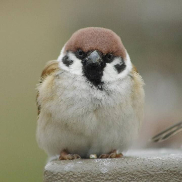 정면에서 보면 성깔 있어 보이는 참새