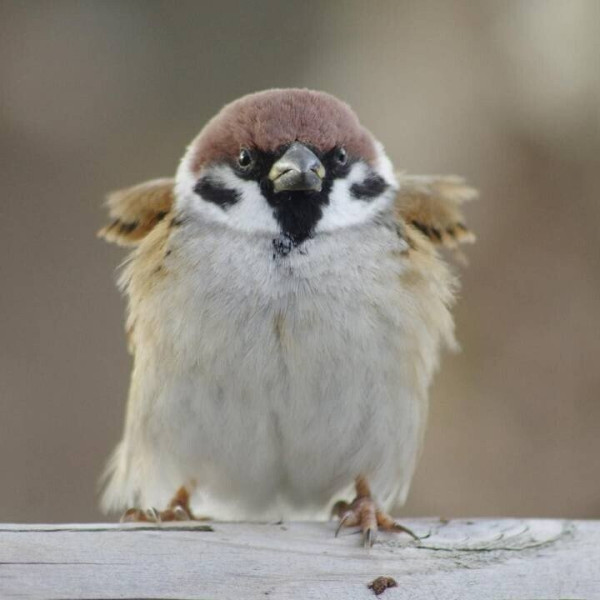 정면에서 보면 성깔 있어 보이는 참새