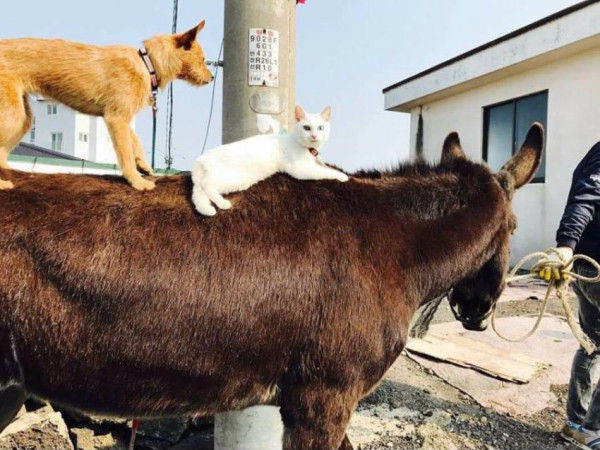개 편함