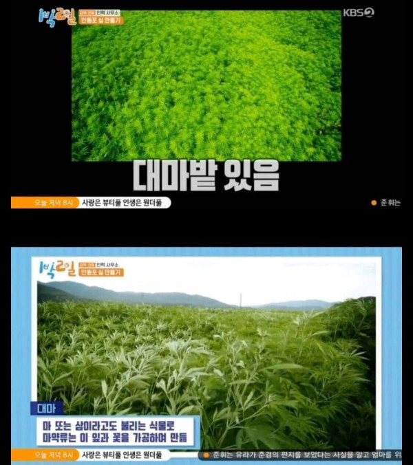 대마가 무서운 1박 2일 딘딘