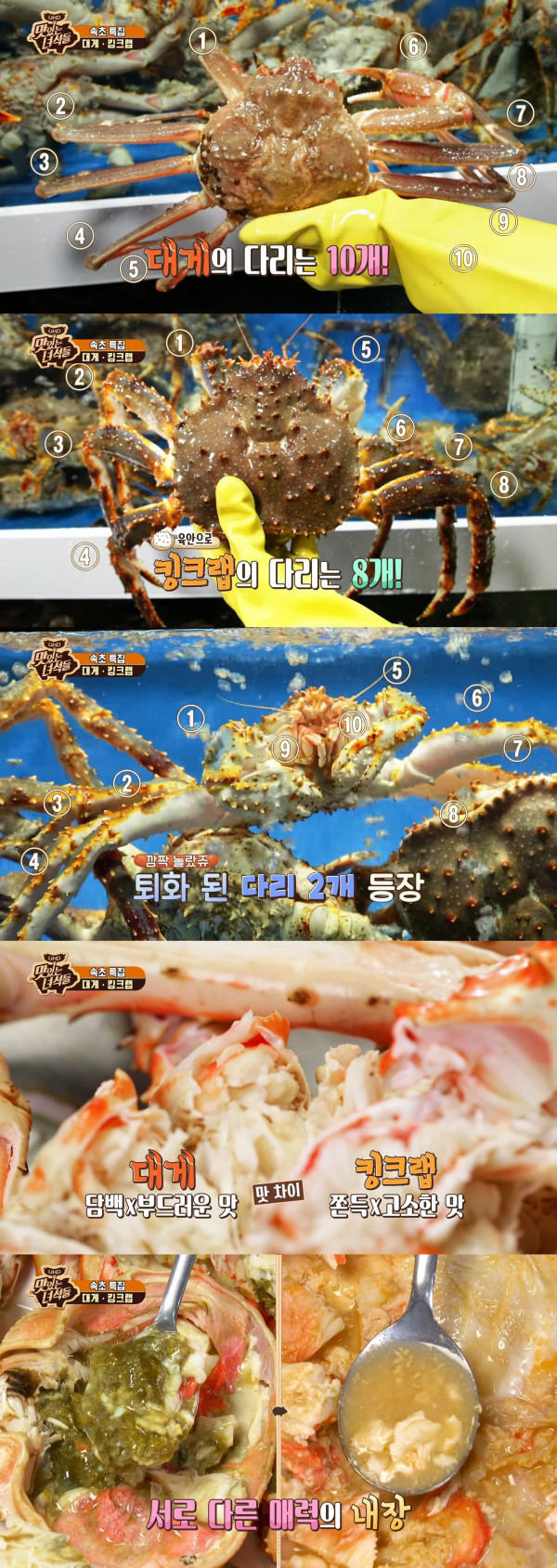 대게와 킹크랩의 공통점과 차이점