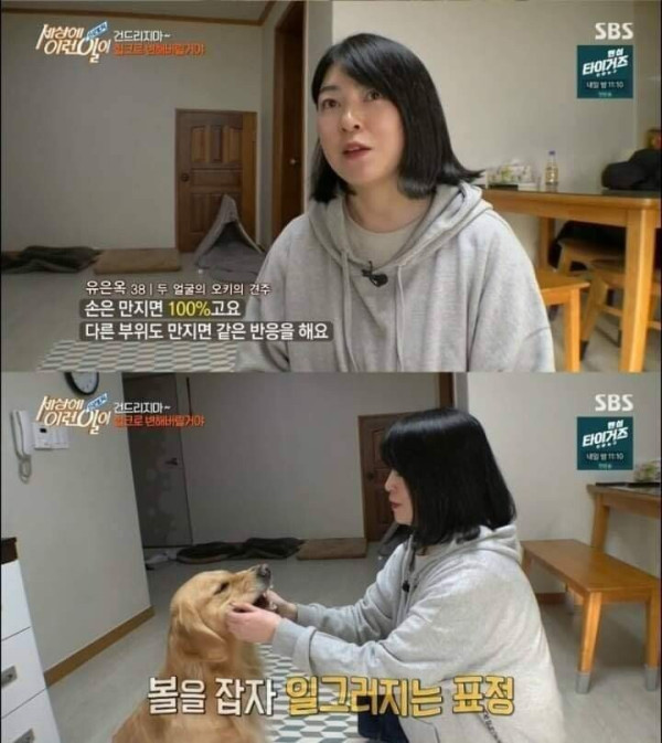 두 얼굴을 가진 골든 리트리버