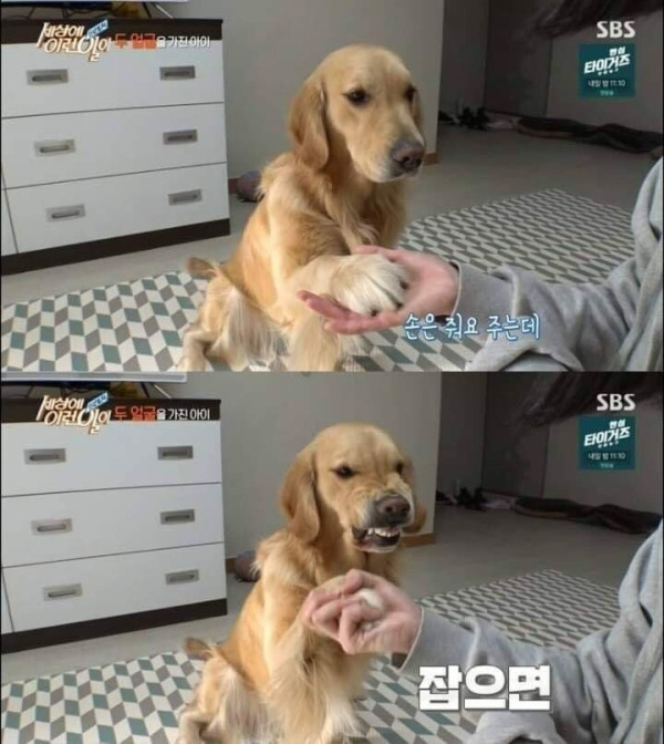두 얼굴을 가진 골든 리트리버