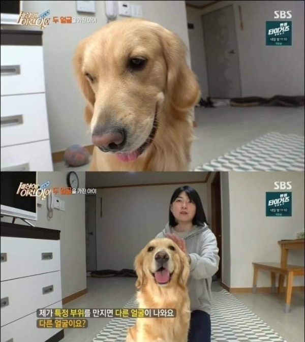 두 얼굴을 가진 골든 리트리버