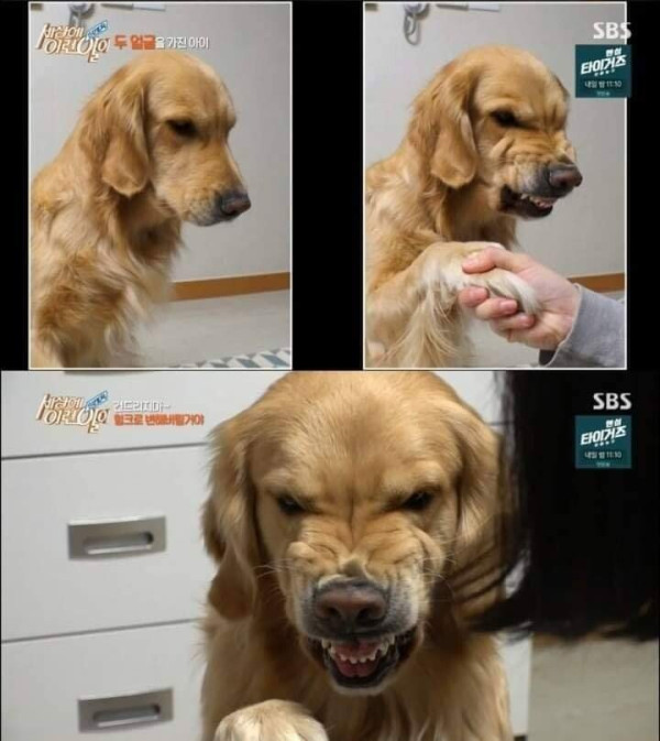두 얼굴을 가진 골든 리트리버