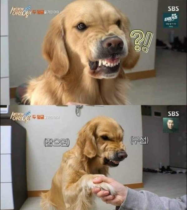 두 얼굴을 가진 골든 리트리버