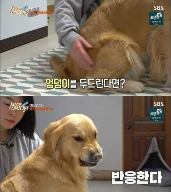 두 얼굴을 가진 골든 리트리버