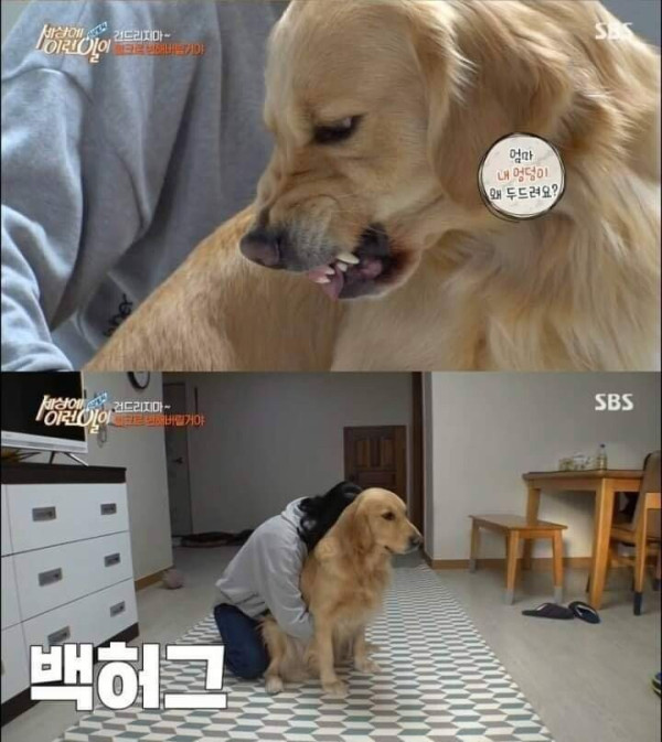 두 얼굴을 가진 골든 리트리버