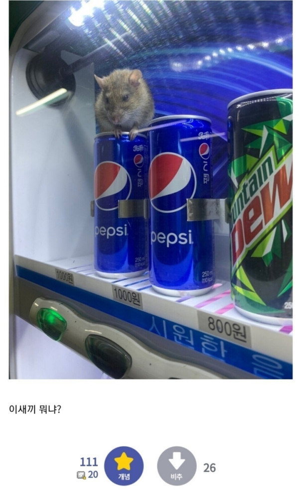 음료수 사먹으려 했던 야갤러