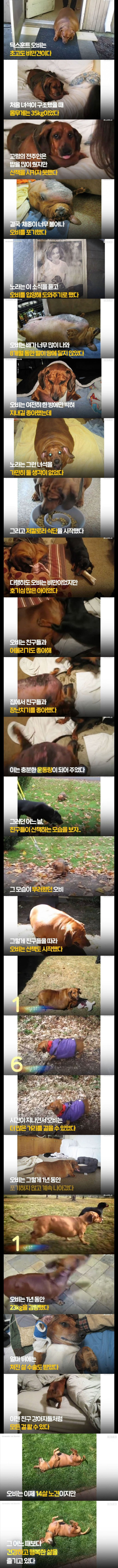 1년간 23kg을 감량한 강아지