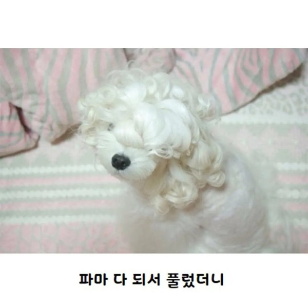 파마가 잘 나온 강아지