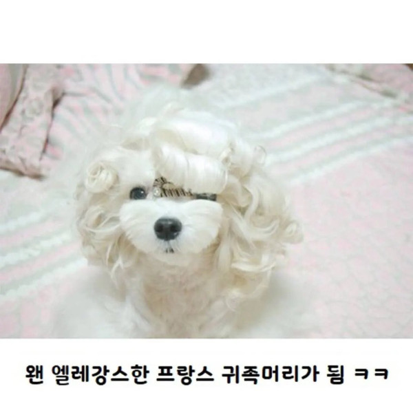 파마가 잘 나온 강아지