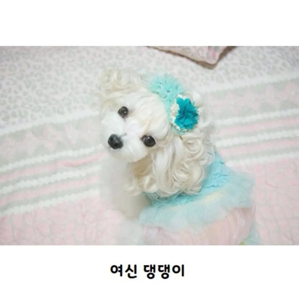 파마가 잘 나온 강아지