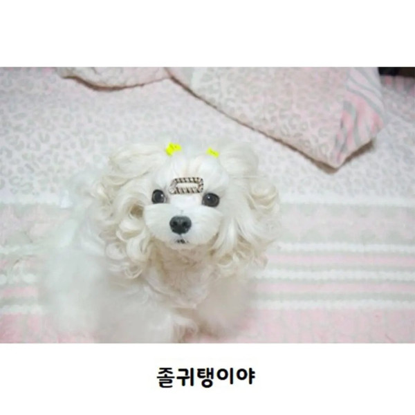 파마가 잘 나온 강아지
