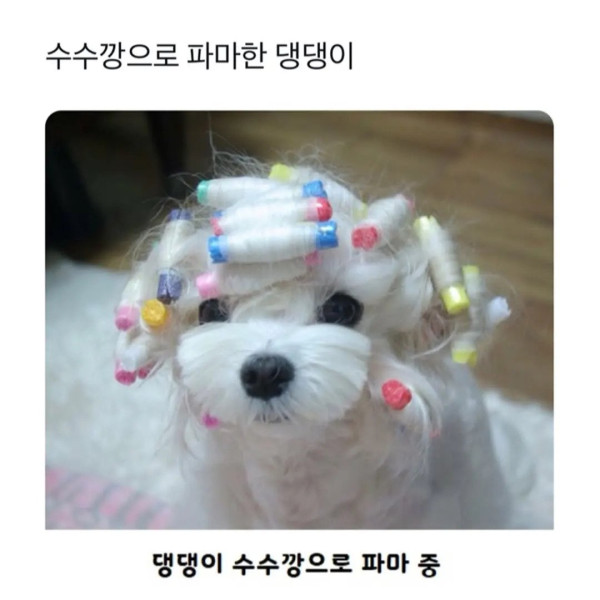 파마가 잘 나온 강아지