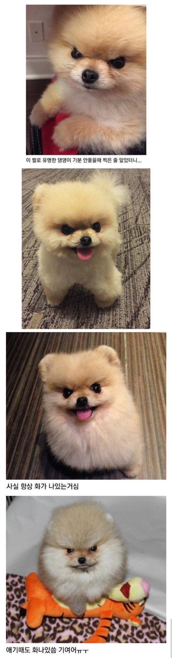 항상 화가 나있는 멍멍이