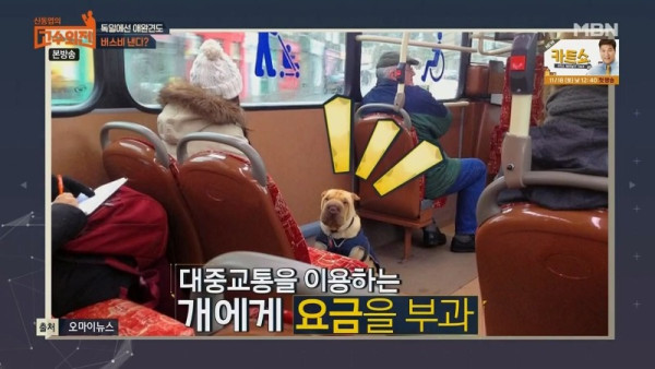 멍멍이도 차비 내는 나라