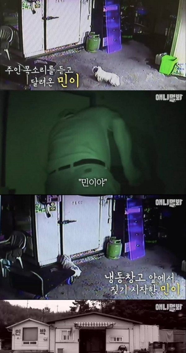 주인의 생명을 지킨 멍멍이
