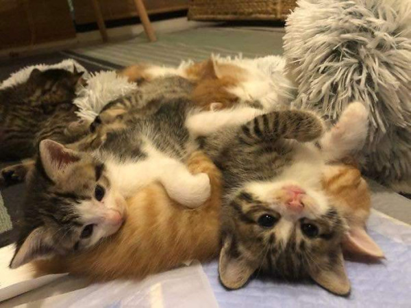 임신한 고양이를 데려옴