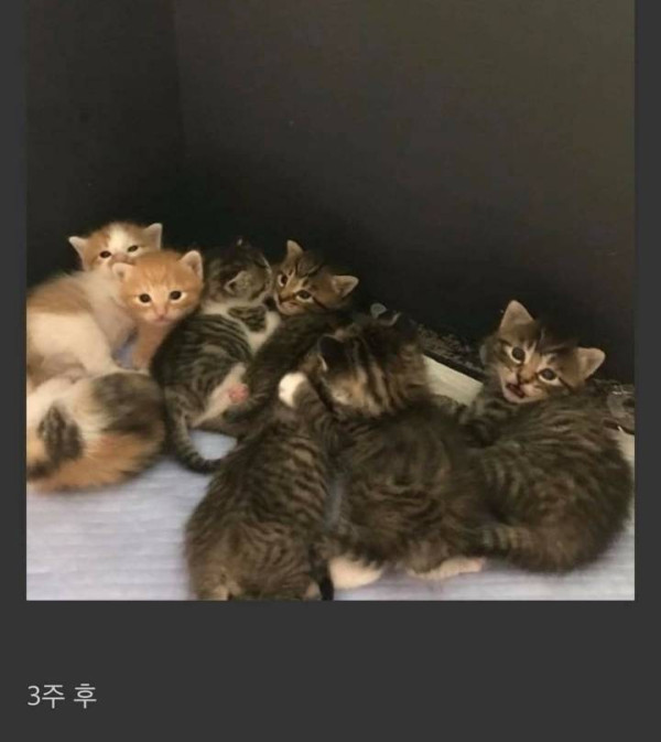 임신한 고양이를 데려옴