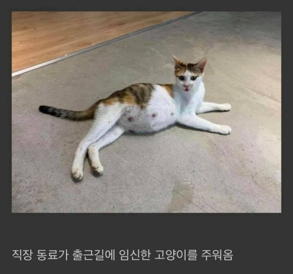 임신한 고양이를 데려옴