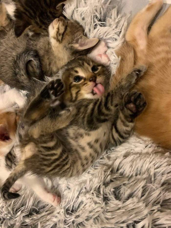 임신한 고양이를 데려옴