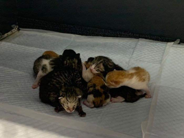 임신한 고양이를 데려옴