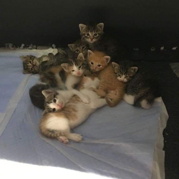 임신한 고양이를 데려옴