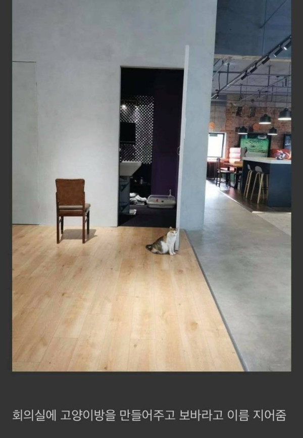 임신한 고양이를 데려옴