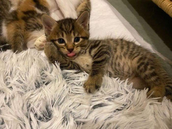 임신한 고양이를 데려옴