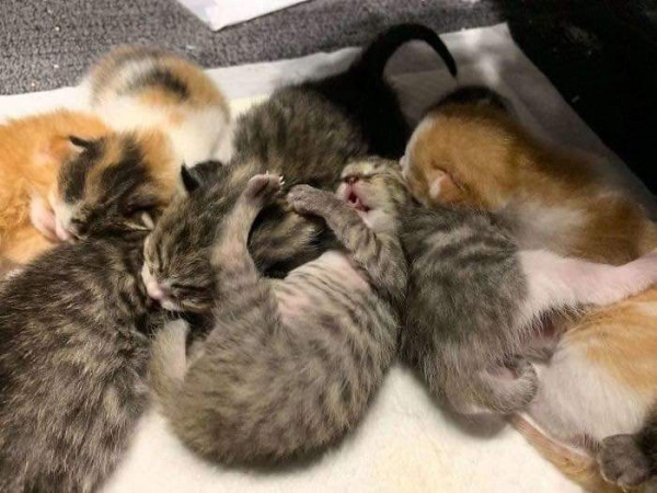 임신한 고양이를 데려옴