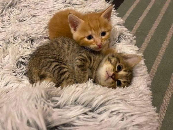 임신한 고양이를 데려옴