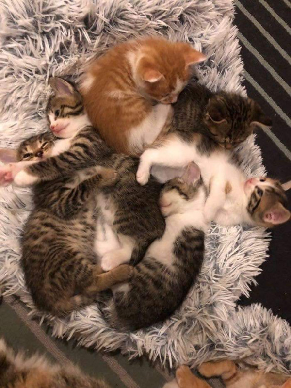 임신한 고양이를 데려옴