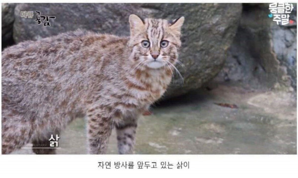 삵을 자연에 방생하는 수의사