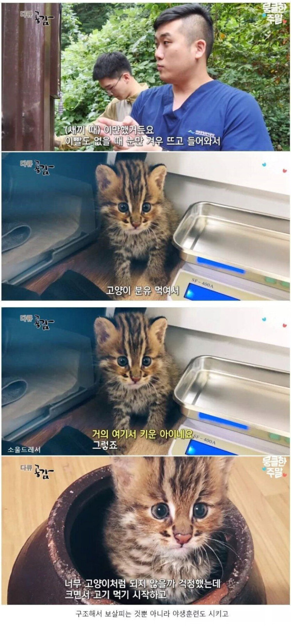 삵을 자연에 방생하는 수의사
