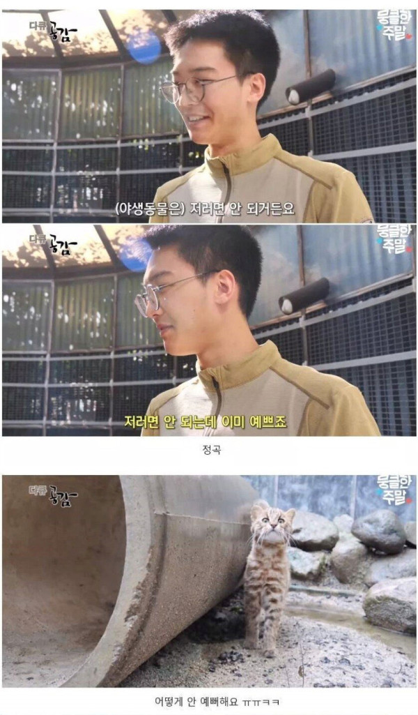 삵을 자연에 방생하는 수의사