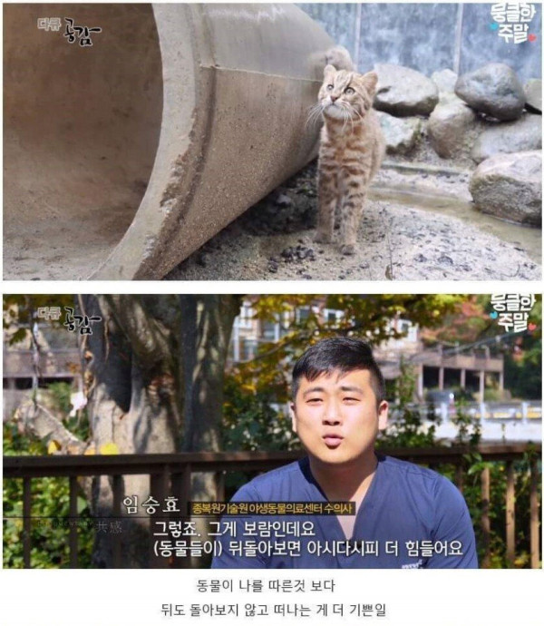 삵을 자연에 방생하는 수의사