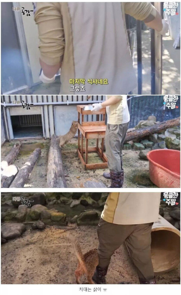 삵을 자연에 방생하는 수의사