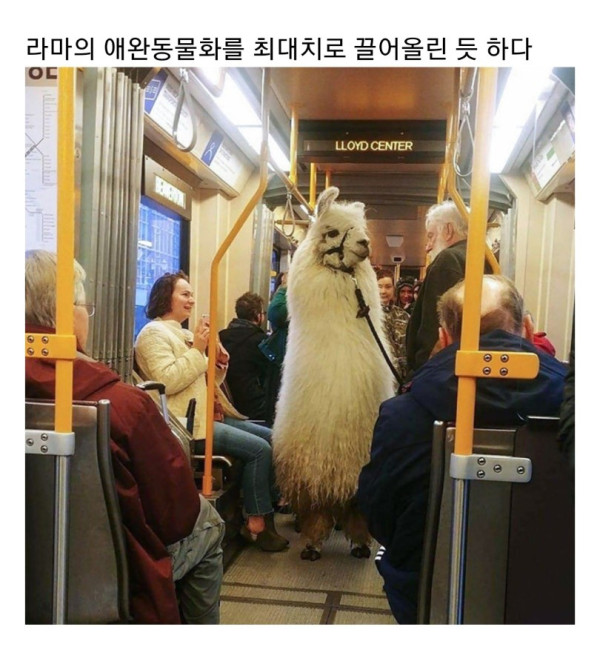 교통수단 이용하는 동물들