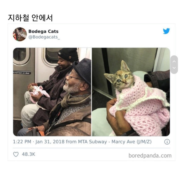 교통수단 이용하는 동물들