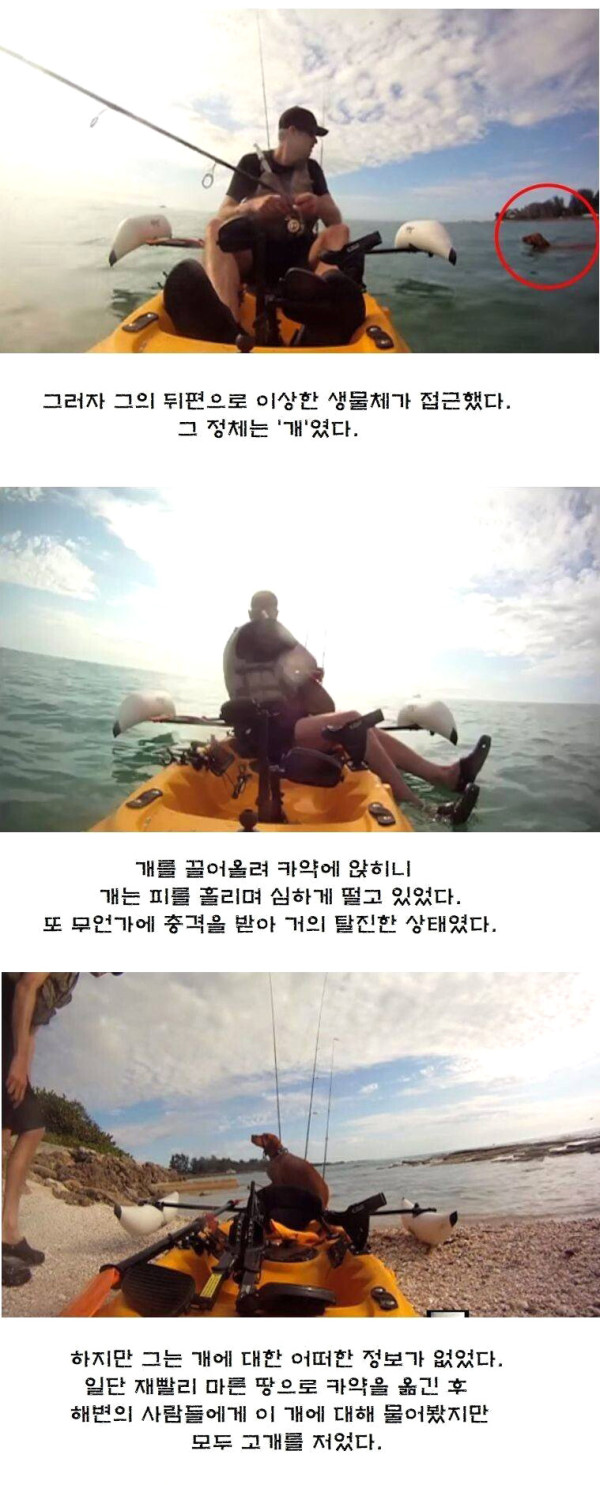 피 흘리며 헤엄쳐 온 생물체