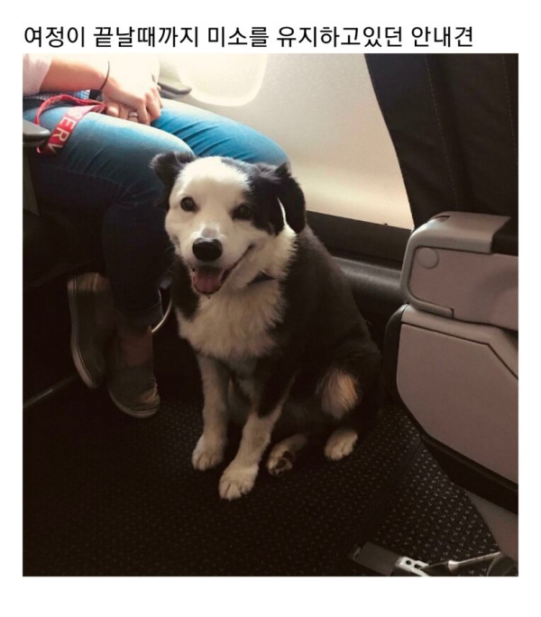 교통수단 이용하는 동물들