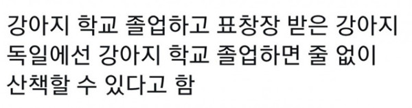 독일에서 줄 없이 산책 가능한 강아지