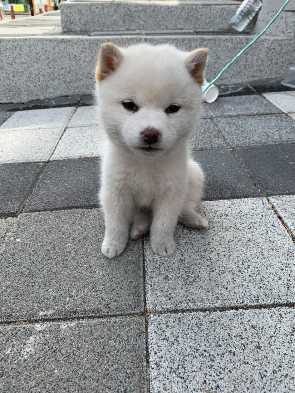 길 잃어버린 어린 강아지
